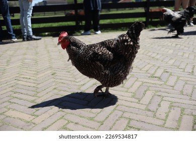 Image: De Chickenvader is Verhuisd naar het Chickenvader Online Casino in Nederland